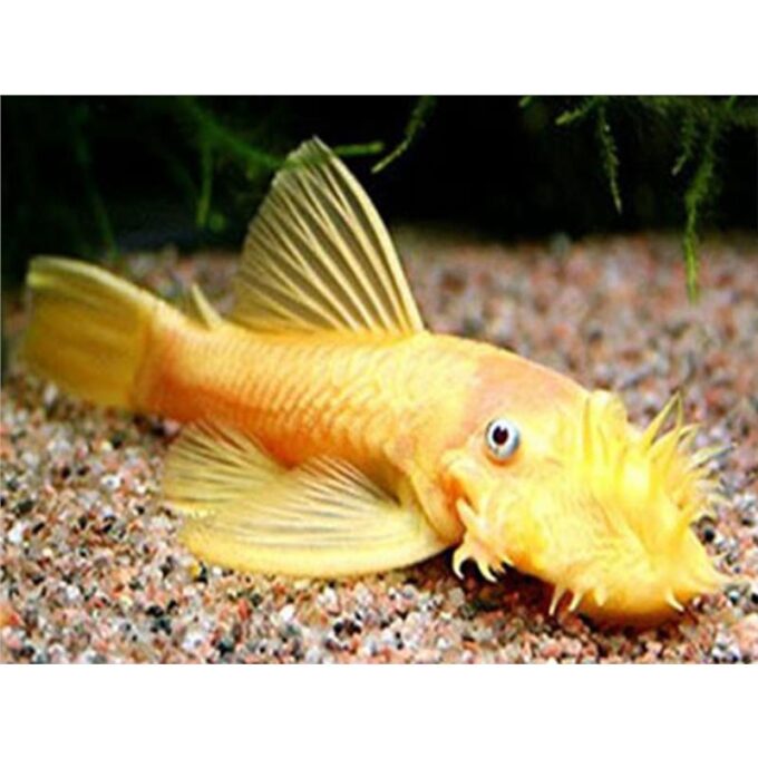 Ancistrus albino