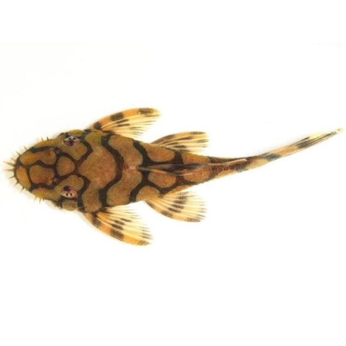 Ancistrus / L519 Rio Itenez 3 - 3,5 cm