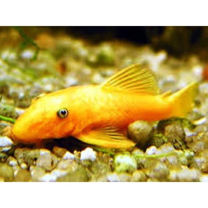 Ancistrus lemon l 144