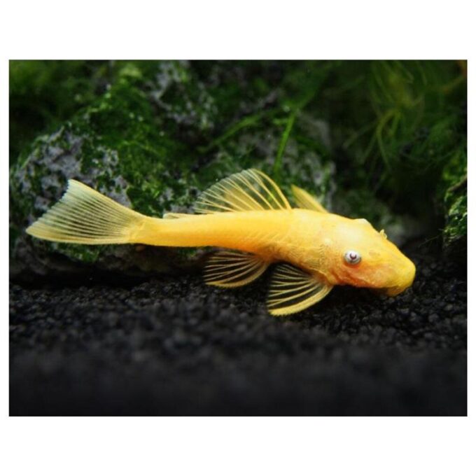 Ancistrus lemon long fin l144