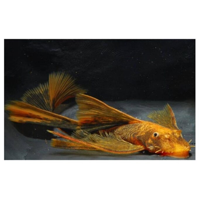 Ancistrus red black long fin