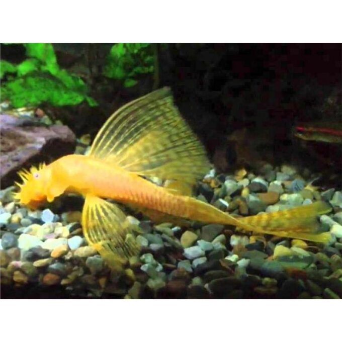 Ancistrus sp. gold long fin