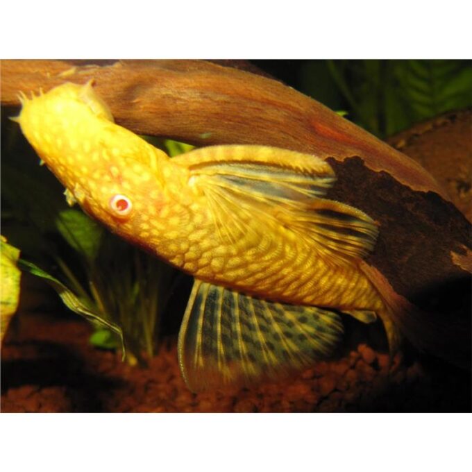 Ancistrus sp. gold