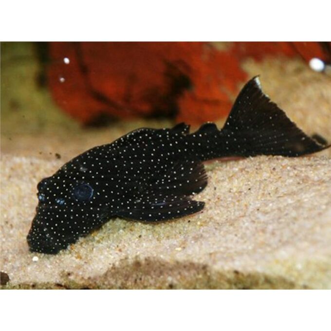Ancistrus sp. L213