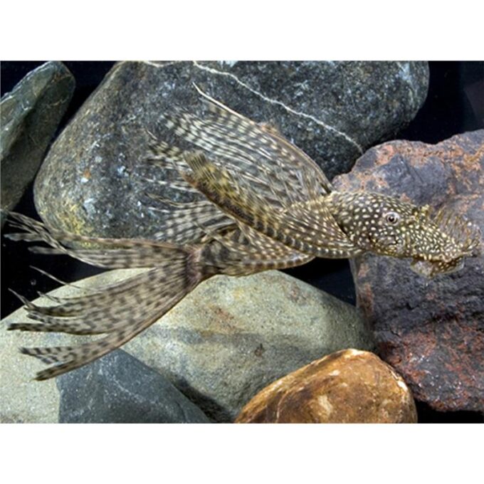 Ancistrus sp. lda 16 long fin