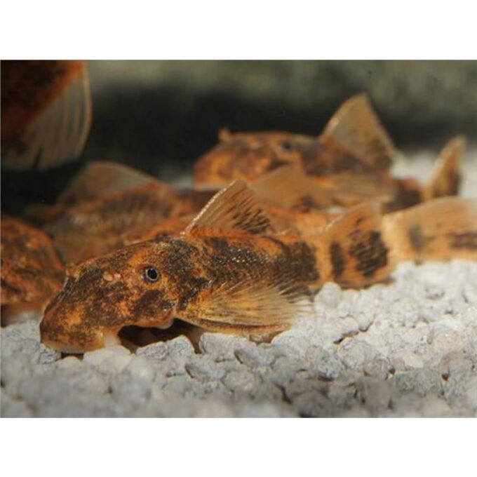 Ancistrus sp. lda 16