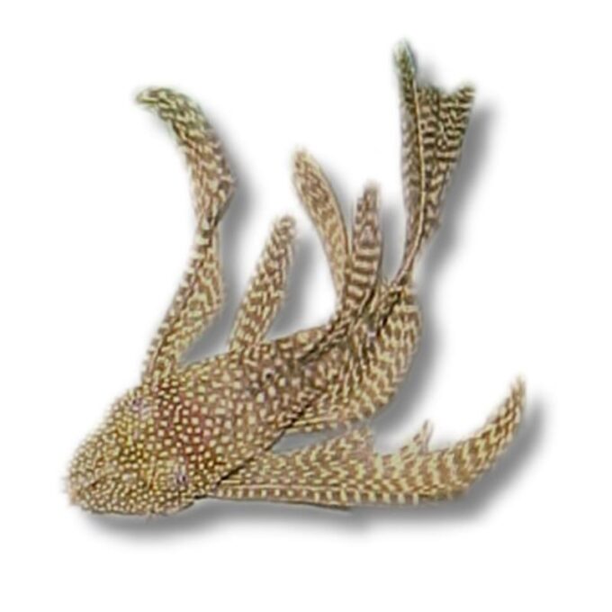 Ancistrus sp. long fin