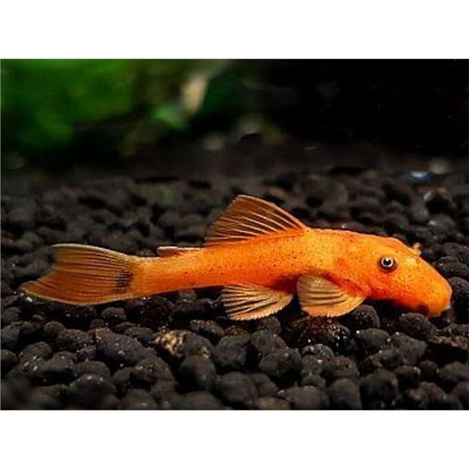 Ancistrus sp. orange