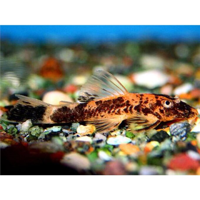 Ancistrus sp. red + black