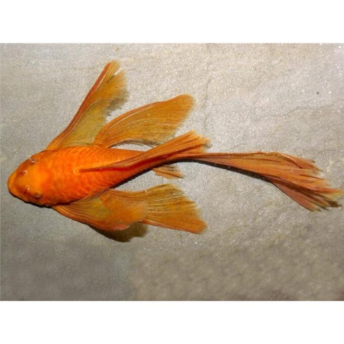 Ancistrus sp. super red long fin
