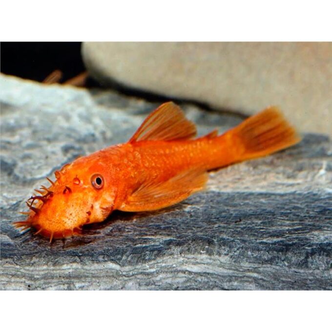 Ancistrus sp. super red
