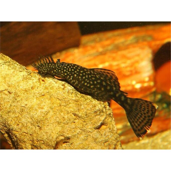 Ancistrus Sp.