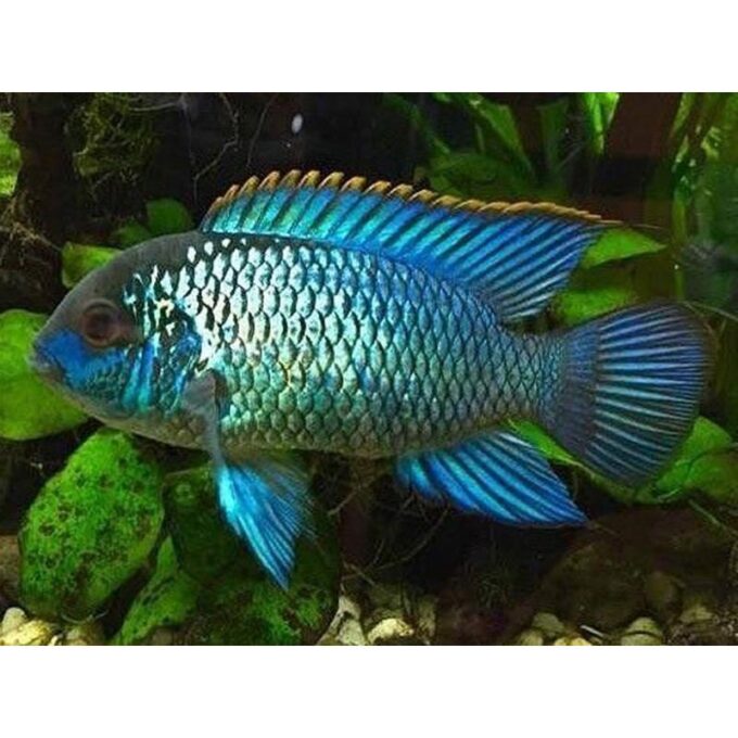 Andinoacara pulcher neon blue