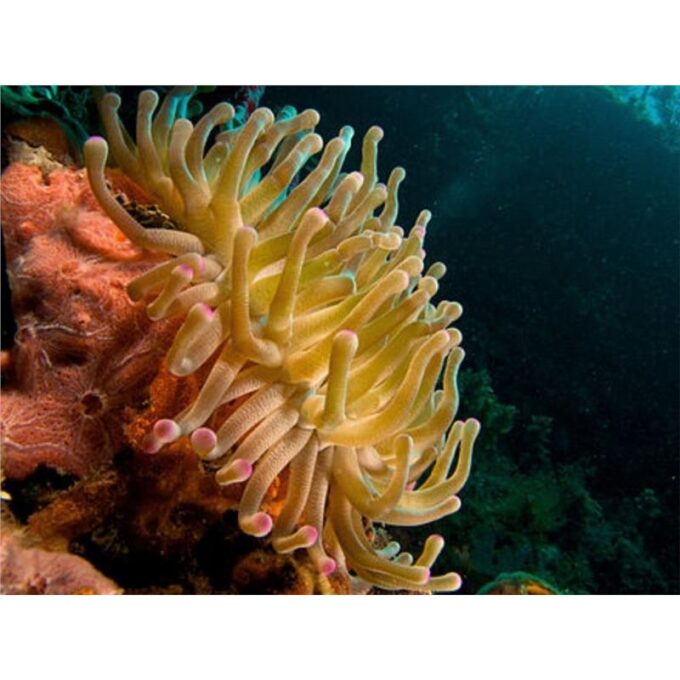 Anemona Condylactis gigantea