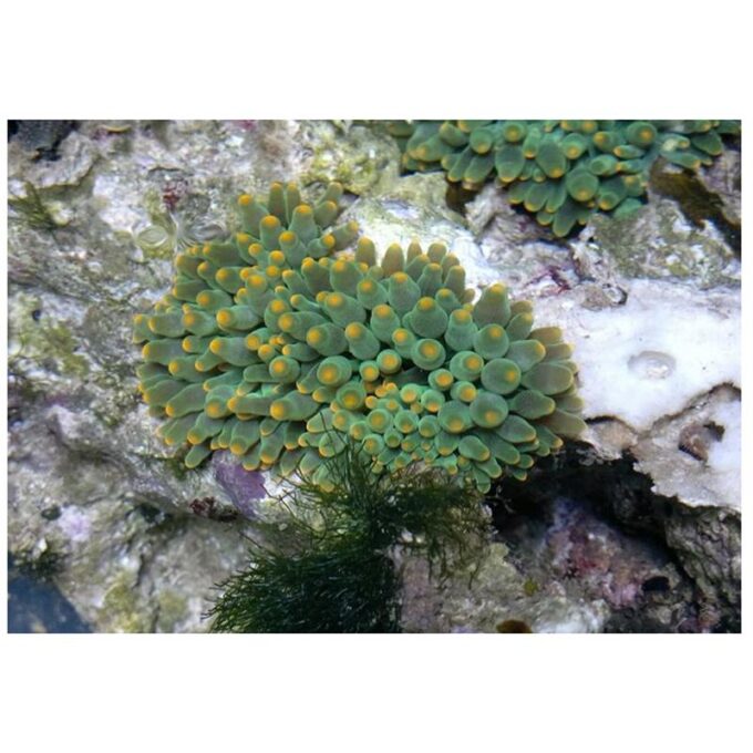 Anemona Heteractis Balu (verde profund)