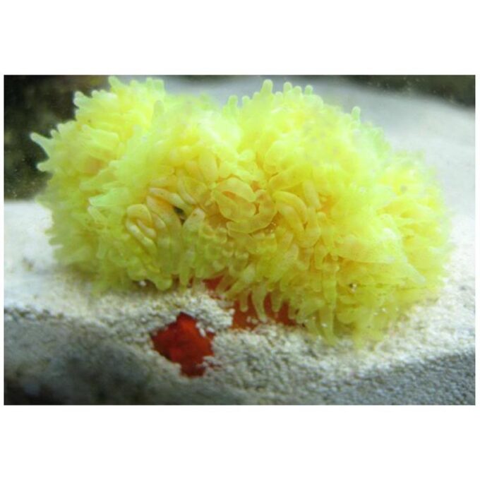 Anemona Heteractis Malu (galbena)