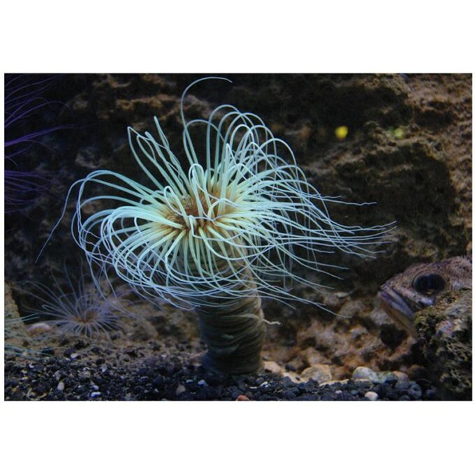 Anemona Tub (Membranaceus Cerianthus)
