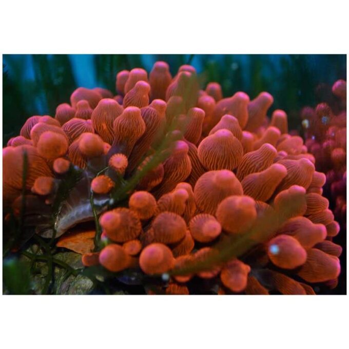 Anemone Bulb rosii (Entacmaea quadricolor)