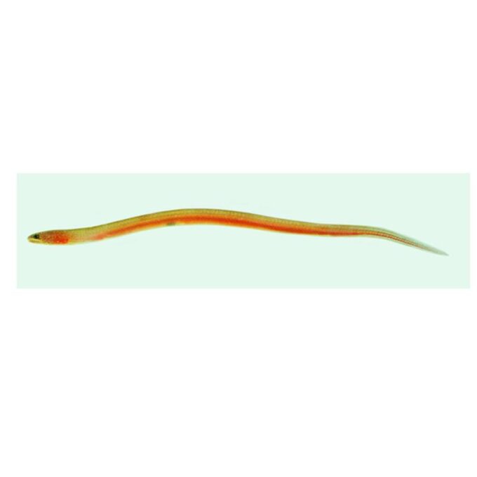 Anghila mlastina Ophisternon gutturale