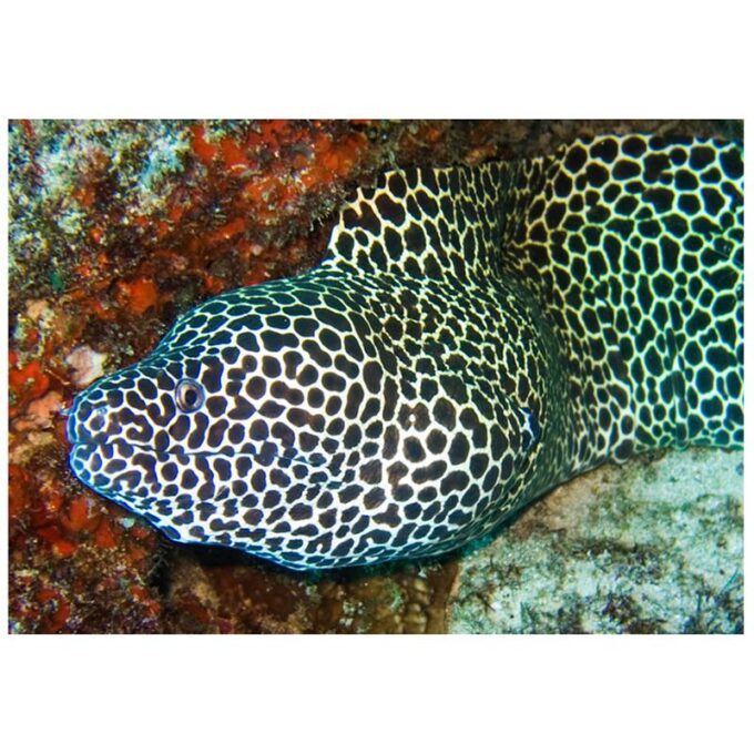 Anghila Tesselata (Gymnothorax favagineus)