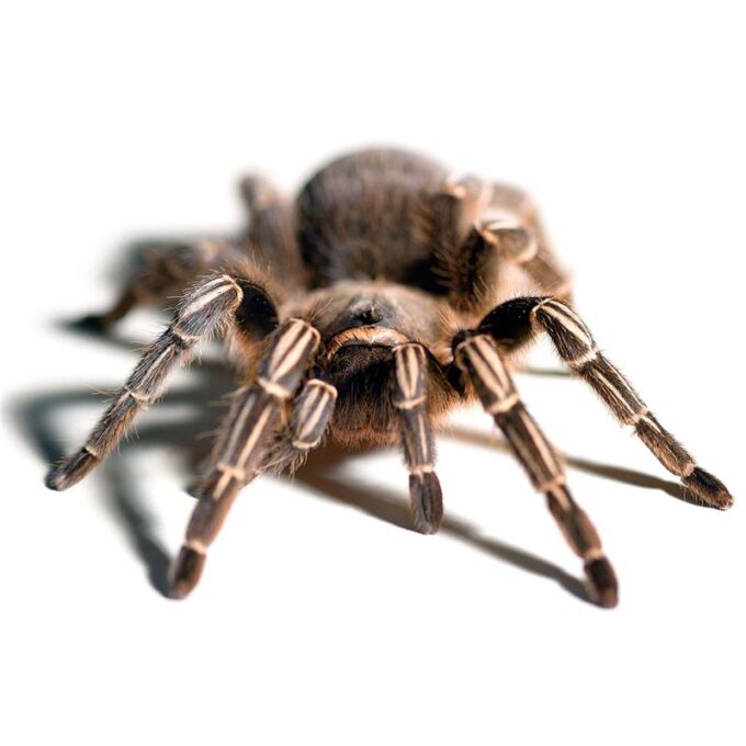 Aphonopelma seemani