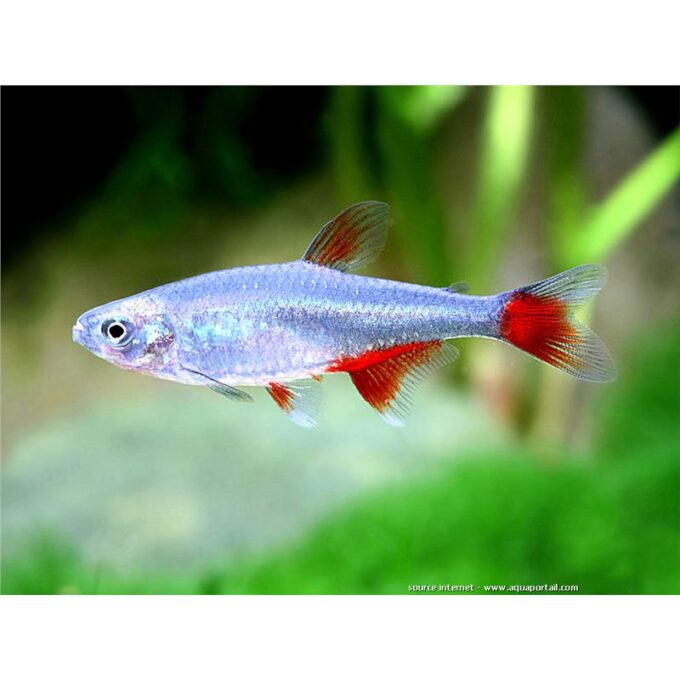 Aphyocharax anisitsi /rubripinni