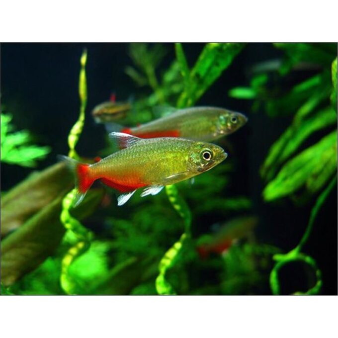 Aphyocharax rathbuni