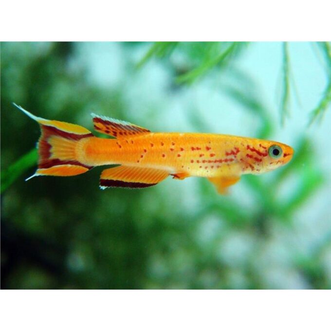 Aphyosemion australe gold