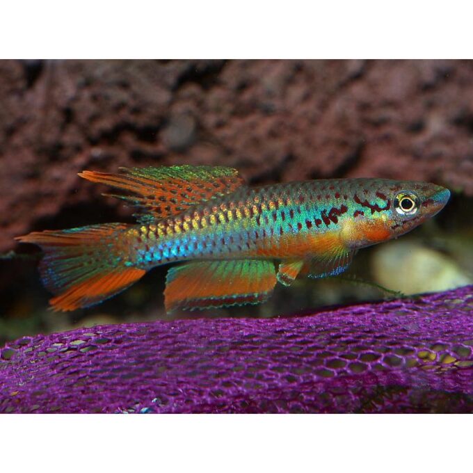 Aphyosemion bivittatum