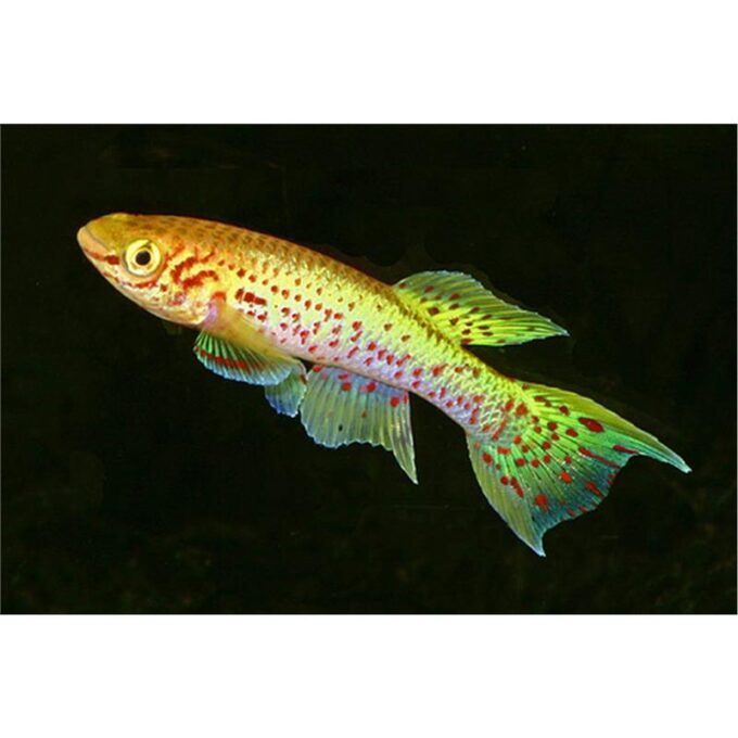 Aphyosemion gardneri gold