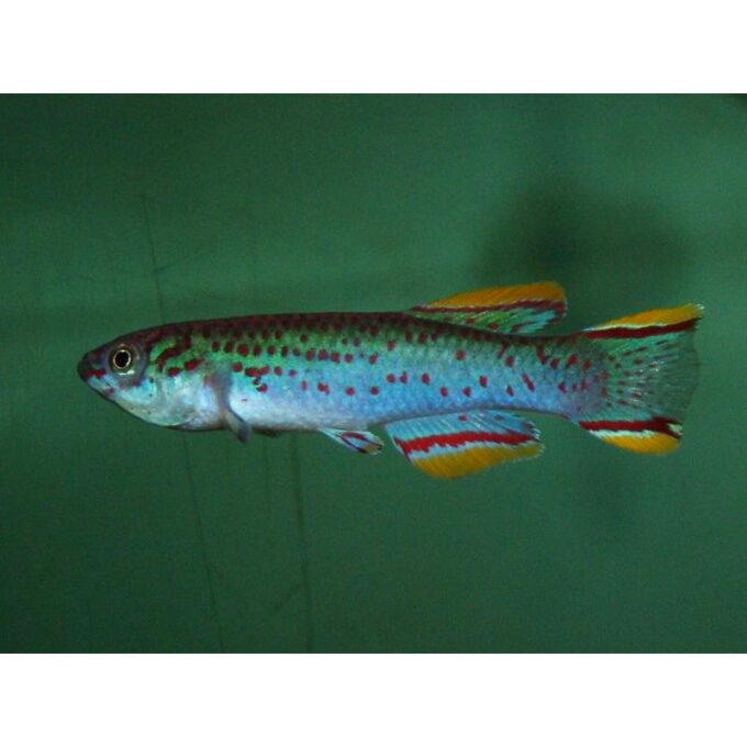 Aphyosemion gardneri green