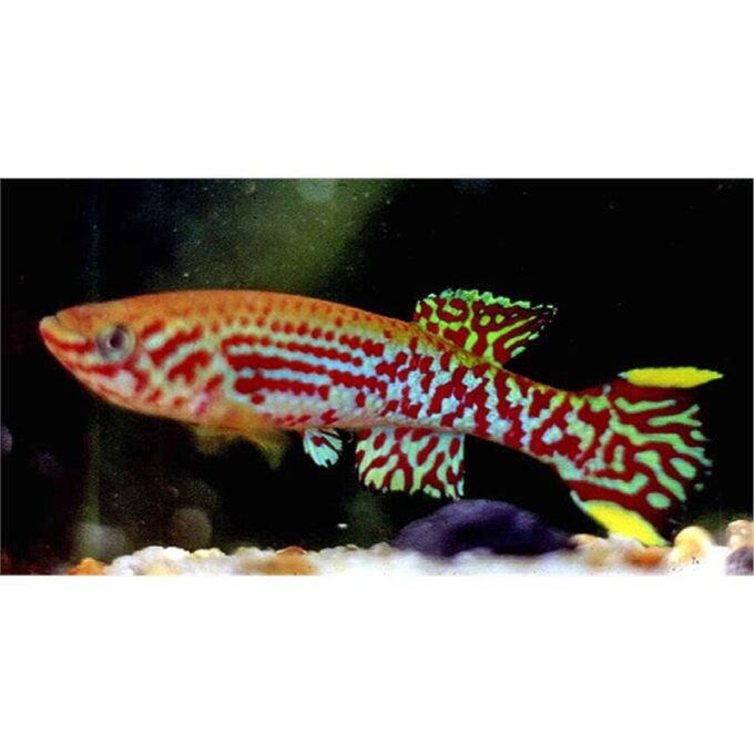 Aphyosemion gardneri mirabile
