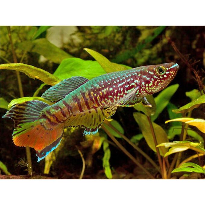 Aphyosemion  sjoestedti