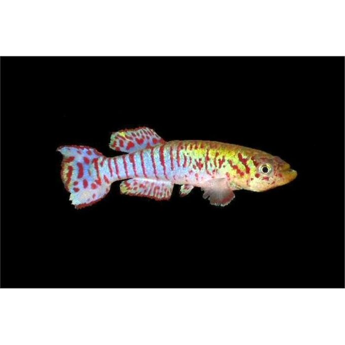 Aphyosemion walkeri red 1 Aphyosemion walkeri red