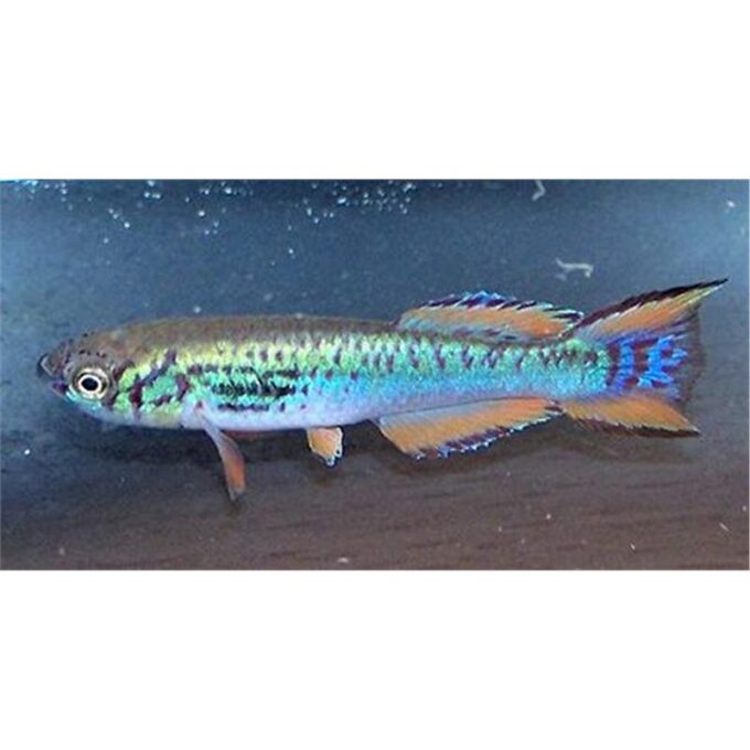 Aphyosemion walkeri