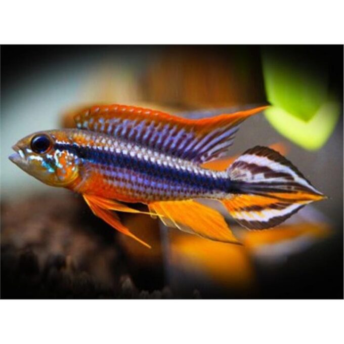 Apistogramma agas. Rio Tefe-Red