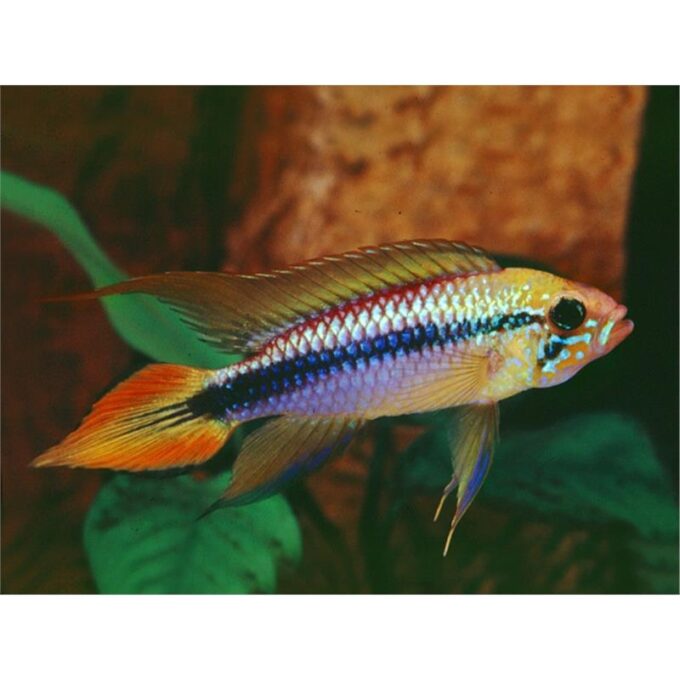 Apistogramma Agassizi double red