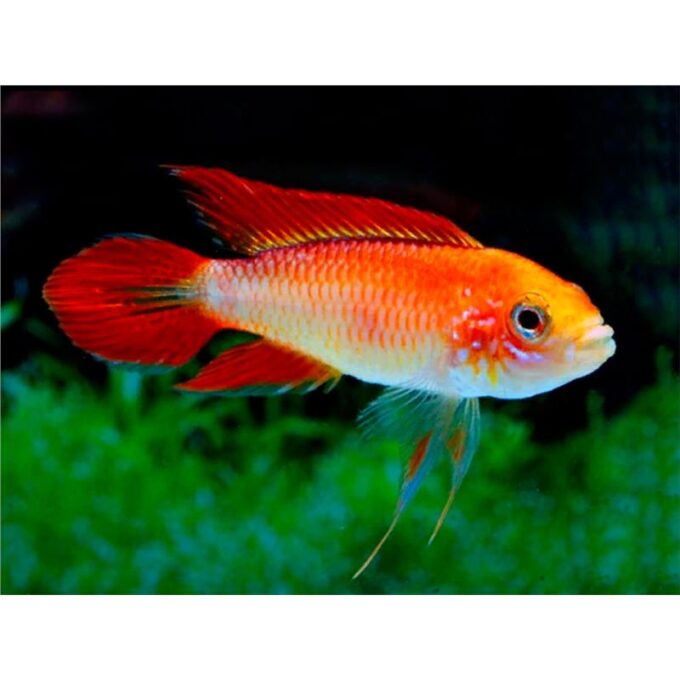 Apistogramma Agassizi Fire Red