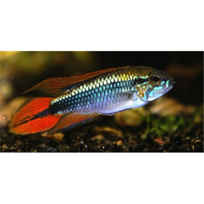 Apistogramma Agassizi