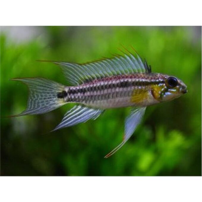 Apistogramma bitaeniata Peru Blue