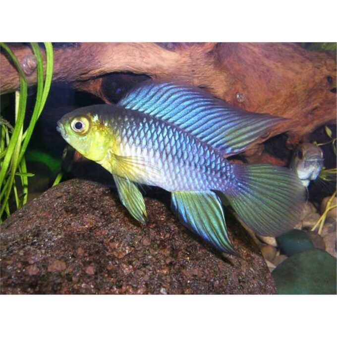 Apistogramma borelli - paraguay