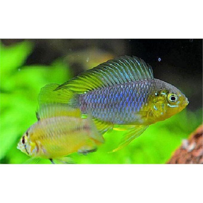 Apistogramma borelli yellow head