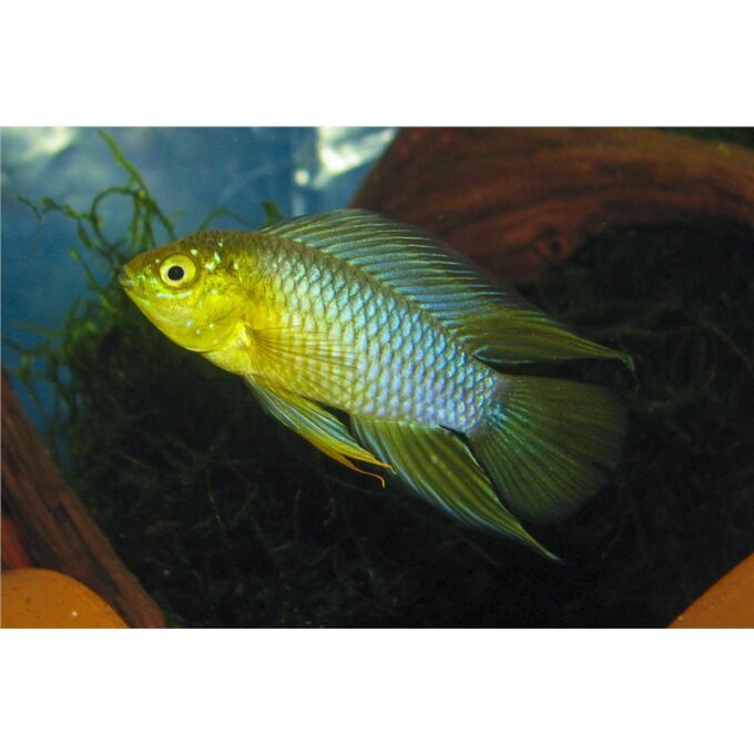 Apistogramma Borelli