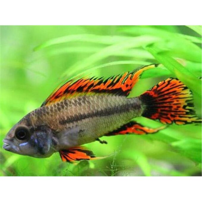 Apistogramma Cacatuoides Double Red