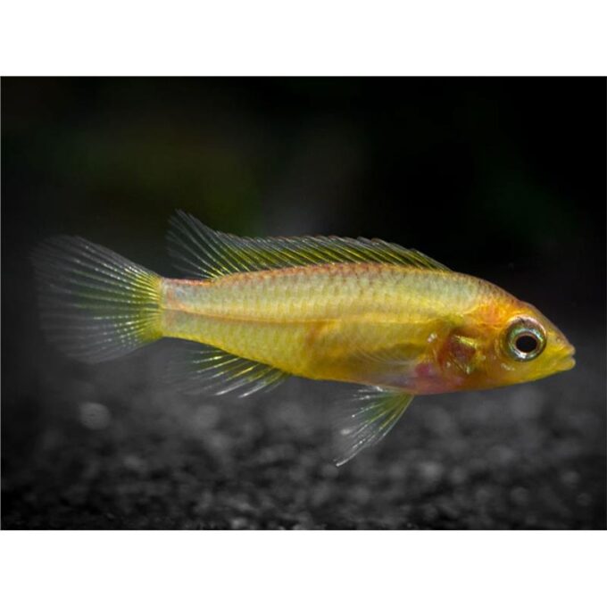 Apistogramma cacatuoides gold