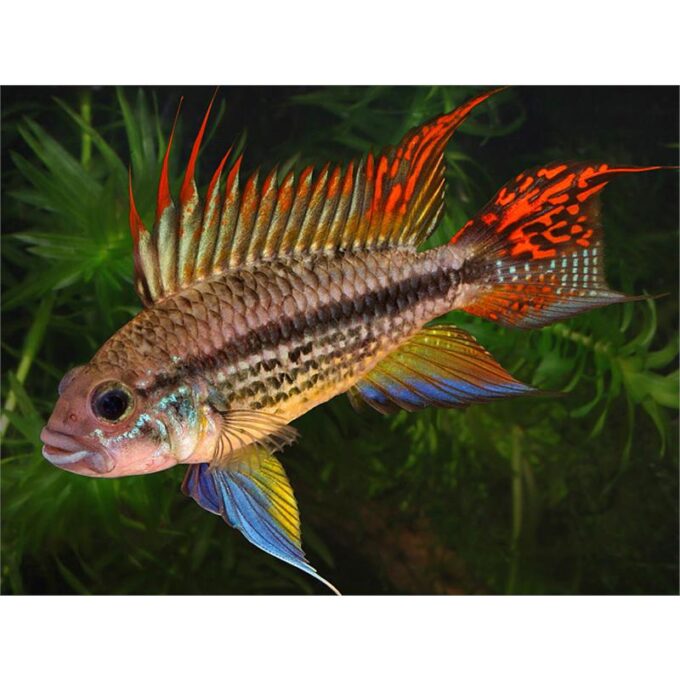 Apistogramma cacatuoides