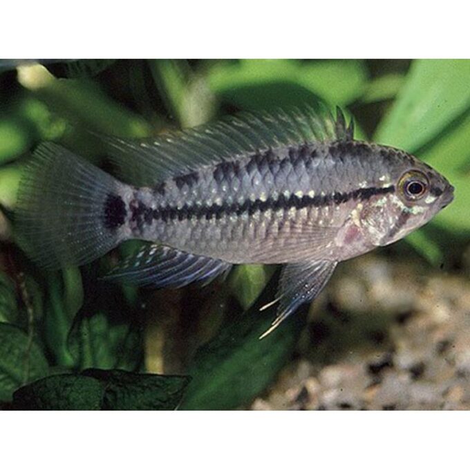 Apistogramma caetei