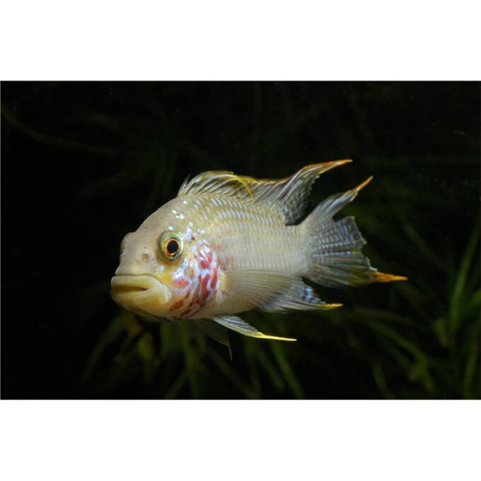 Apistogramma Diamond Face