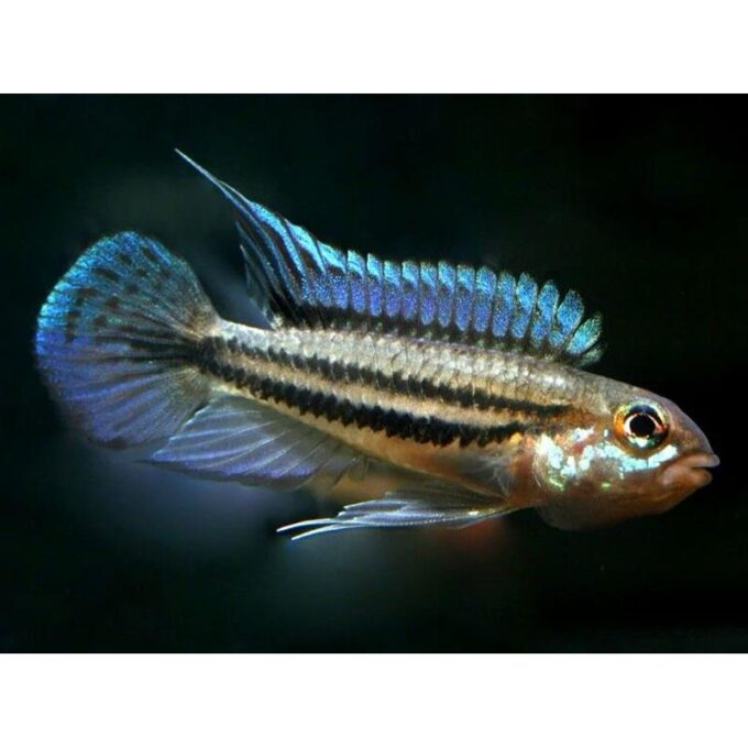 Apistogramma diplotaenia