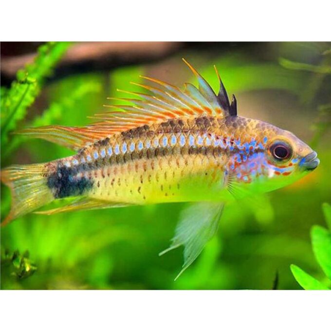 Apistogramma eremnopyge